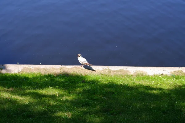 Una Gaviota Con Boca Abierta Sienta Junto Estanque —  Fotos de Stock