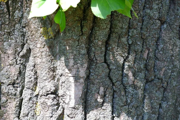 Texture Écorce Arbre Convient Pour Les Milieux — Photo