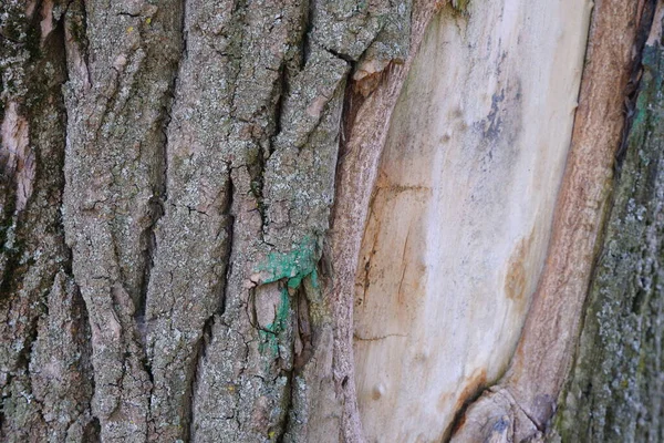 Υφή Φλοιού Δέντρου Κατάλληλο Για Υπόβαθρα — Φωτογραφία Αρχείου