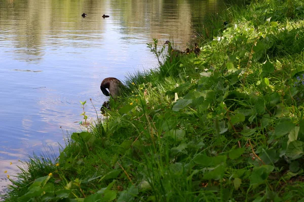 Enten Schwimmen Teich Vogel Wasser — Stockfoto