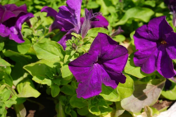 Květinové Jméno Petunie Fialový Květ Rozmazaném Pozadí — Stock fotografie