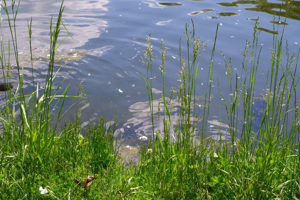 Teich Und Bäume Park Geeignet Für Hintergrund — Stockfoto