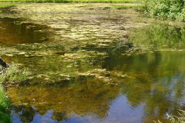 Teich Und Bäume Park Geeignet Für Hintergrund — Stockfoto