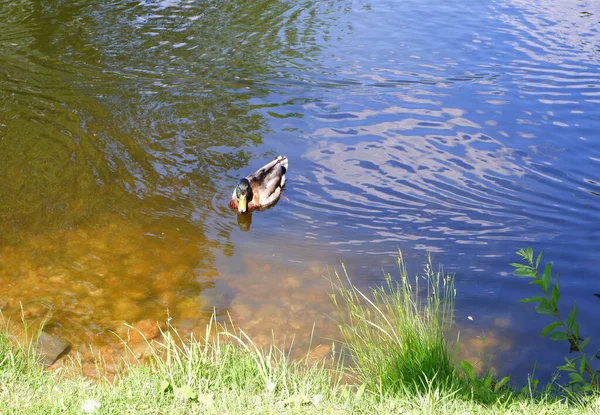 Die Ente Schwimmt Teich Vogel Wasser — Stockfoto