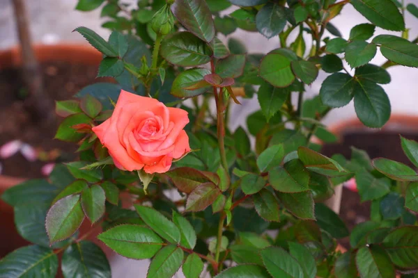 Rosa Rosa Sobre Fundo Desfocado Bela Flor — Fotografia de Stock