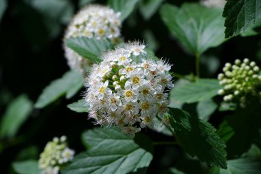 Çiçek açan ağaç. Bulanık arkaplanda çiçek.