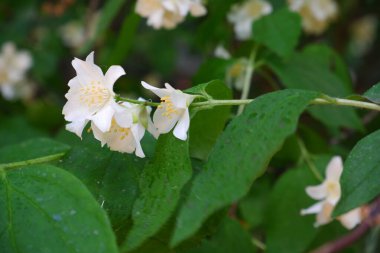 Çiçek açan bir ağacın dalı..