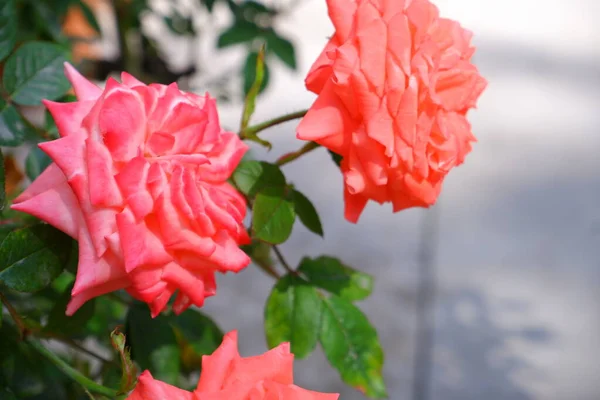 Pink Rose Blurred Background Beautiful Flower — Stock Photo, Image