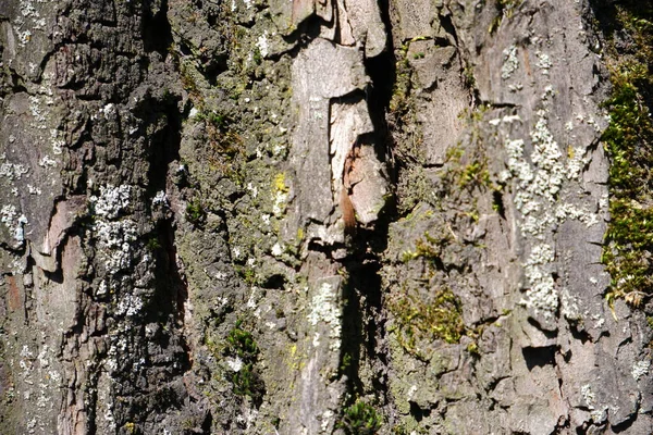 Tree Bark Texture Suitable Backgrounds — Stock Photo, Image