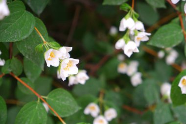 Çiçek açan bir ağacın dalı..