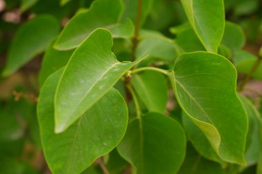 Bulanık arka plandaki dallarda yeşil ıslak yaprak.