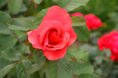 Kırmızı Gül. Çiçekler kırmızı. Bitkiler.