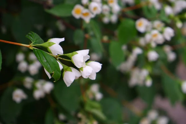 Ramo Uma Árvore Florescente — Fotografia de Stock