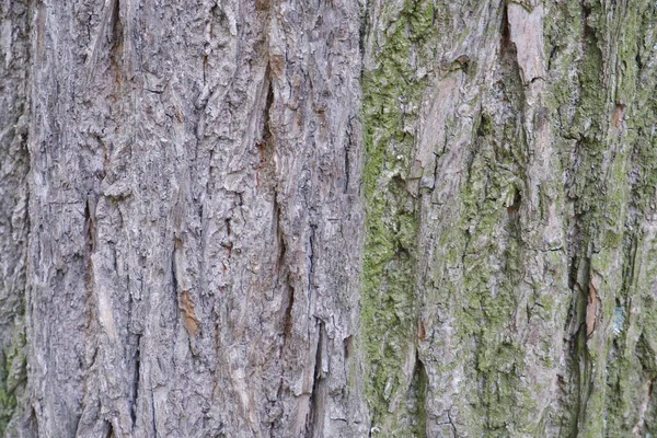 Konsystencja Kory Drzewa Nadaje Się Tła — Zdjęcie stockowe