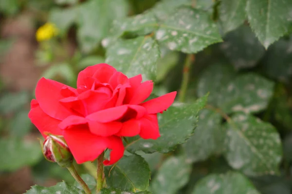Red Rose Flowers Red Plants — Stock Photo, Image