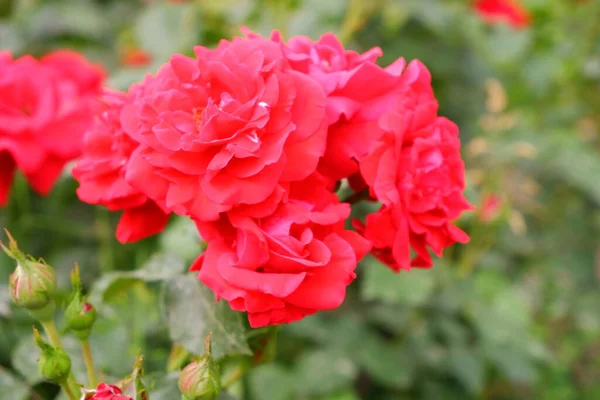 Red Roses Flowers Red Plants — Stock Photo, Image