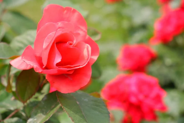 Red Roses Flowers Red Plants — Stock Photo, Image