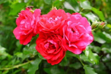 Bulanık arkaplanda kırmızı güller. Doğa. Bitkiler.