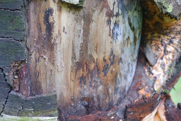 Γάβγισμα Υφή Φλοιού Δέντρου Ιστορικό — Φωτογραφία Αρχείου