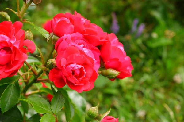 Rote Rosen Auf Verschwommenem Hintergrund Die Natur Pflanzen — Stockfoto