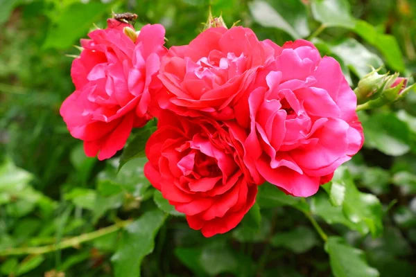 Rosas Rojas Sobre Fondo Borroso Naturaleza Plantas — Foto de Stock