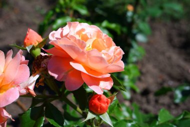 Pembe gül. Özgeçmiş için uygun.