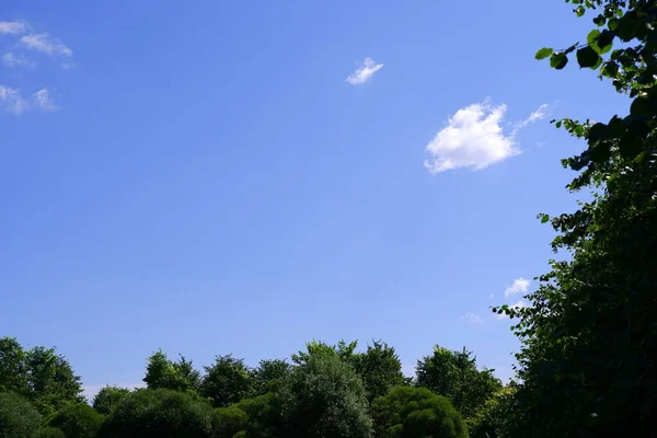 Parktaki Ağaçlar Mavi Gökyüzü — Stok fotoğraf