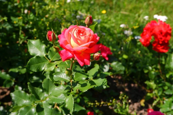 Różowa Róża Nadaje Się Tła — Zdjęcie stockowe