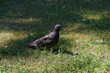 The dove is standing on the grass. Bird.