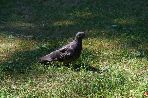 Merpatinya Berdiri Atas Rumput Burung — Stok Foto