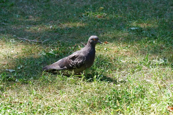 Dove Standing Grass Bird — Stock Photo, Image