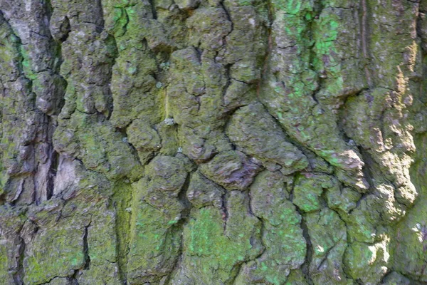 Texture Écorce Arbre Convient Pour Les Milieux — Photo