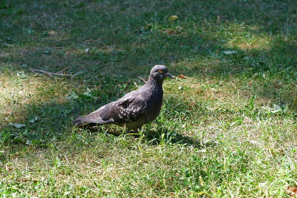 Dove Standing Grass Bird —  Fotos de Stock