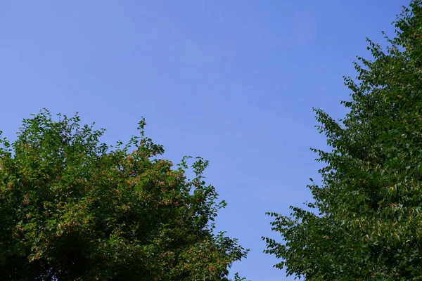 Деревья Парке Голубое Небо — стоковое фото