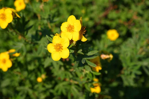 Flores Amarillas Sobre Fondo Borroso Naturaleza —  Fotos de Stock