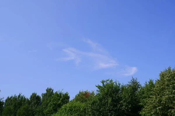 Árvores Parque Céu Azul — Fotografia de Stock