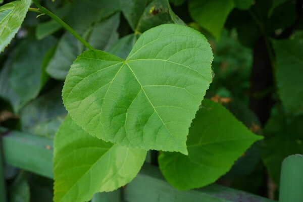 Green leaf on a blurred background.