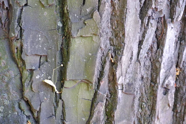 Texture Écorce Arbre Convient Pour Les Milieux — Photo