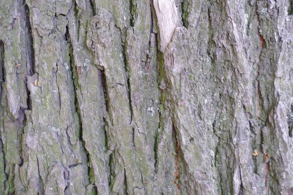 나무껍질 배경에 적합하다 — 스톡 사진