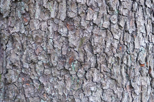 Baumrindenstruktur Geeignet Für Hintergründe — Stockfoto