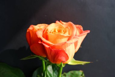 Rose siyah arka planda. Çiçek..