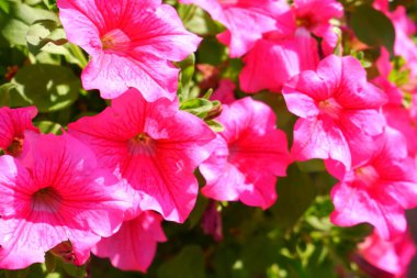 Pembe petunya. Çiçek. Bitkiler. Özgeçmiş için uygun.