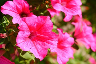 Pembe petunya. Çiçek. Bitkiler. Özgeçmiş için uygun.