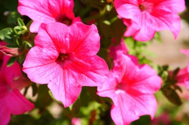 Pembe petunya. Çiçek. Bitkiler. Özgeçmiş için uygun.