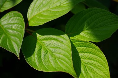 Koyu arkaplanda yeşil yapraklı bir dal..