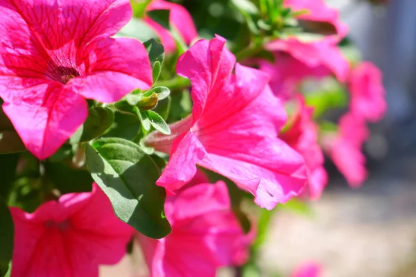 Růžová Petunie Květina Rostliny Vhodné Pro Pozadí — Stock fotografie