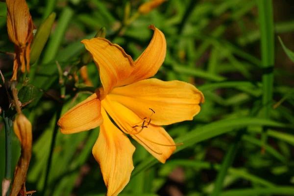 Lirio Naranja Sobre Fondo Borroso Flor —  Fotos de Stock