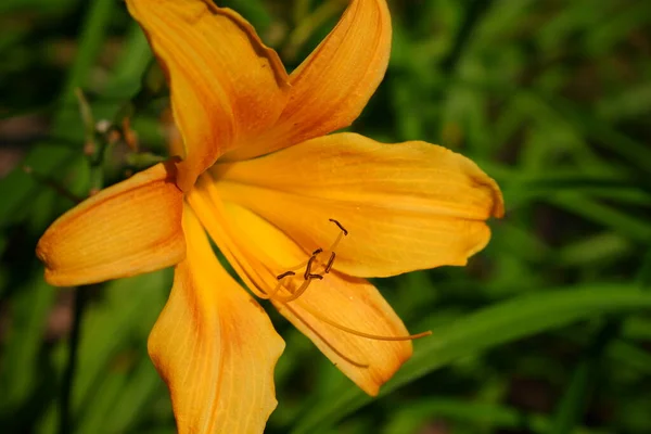 Orange Lilja Suddig Bakgrund Blomma — Stockfoto