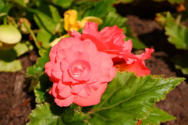 Pink Flower Dew Drop Grows Sun — Stock Photo, Image