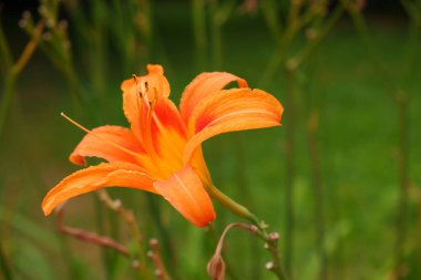 Bulanık arka planda turuncu zambak. Çiçek..